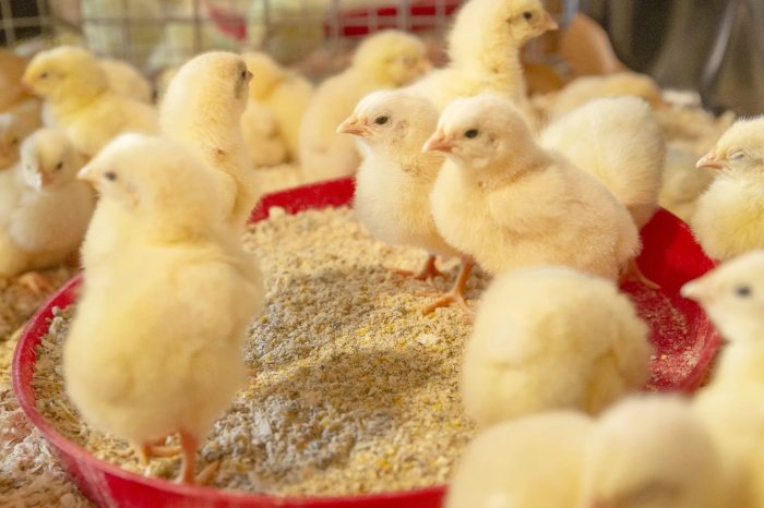 Broiler nutrition feeding poultry Broiler nutrition feeding poultry