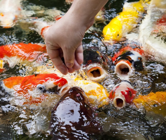 Koi ikan jenis fakta seputar