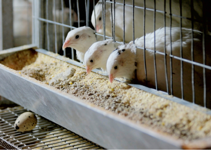 6 Rekomendasi Pakan Puyuh Petelur Terbaik agar Produktivitas Meningkat
